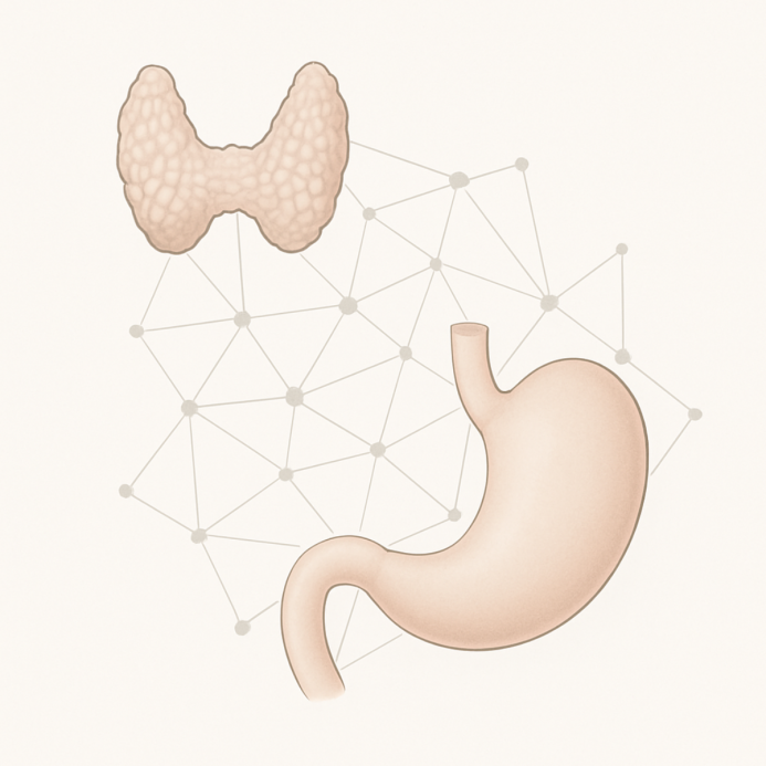 Illustration de l’axe fonctionnel entre la thyroïde et l’estomac, reliés par des interactions immunitaires et systémiques